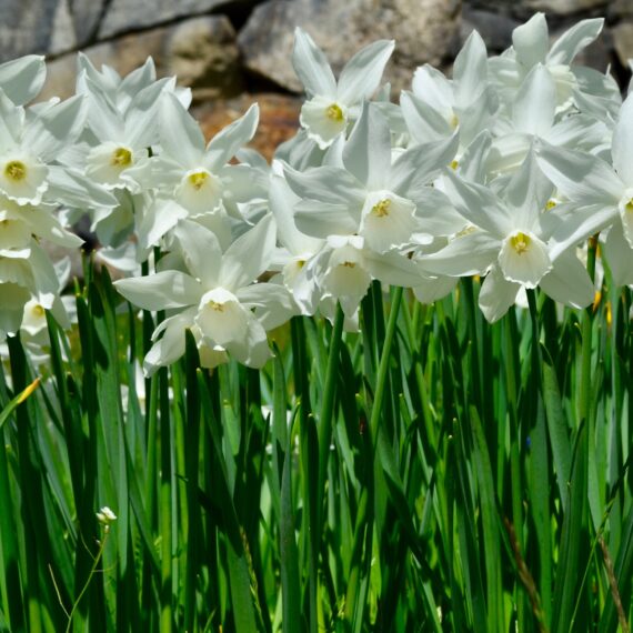 Thalia Daffodils (Triandrus Narcissi) – PRE-ORDER DISPATCHED MID ...