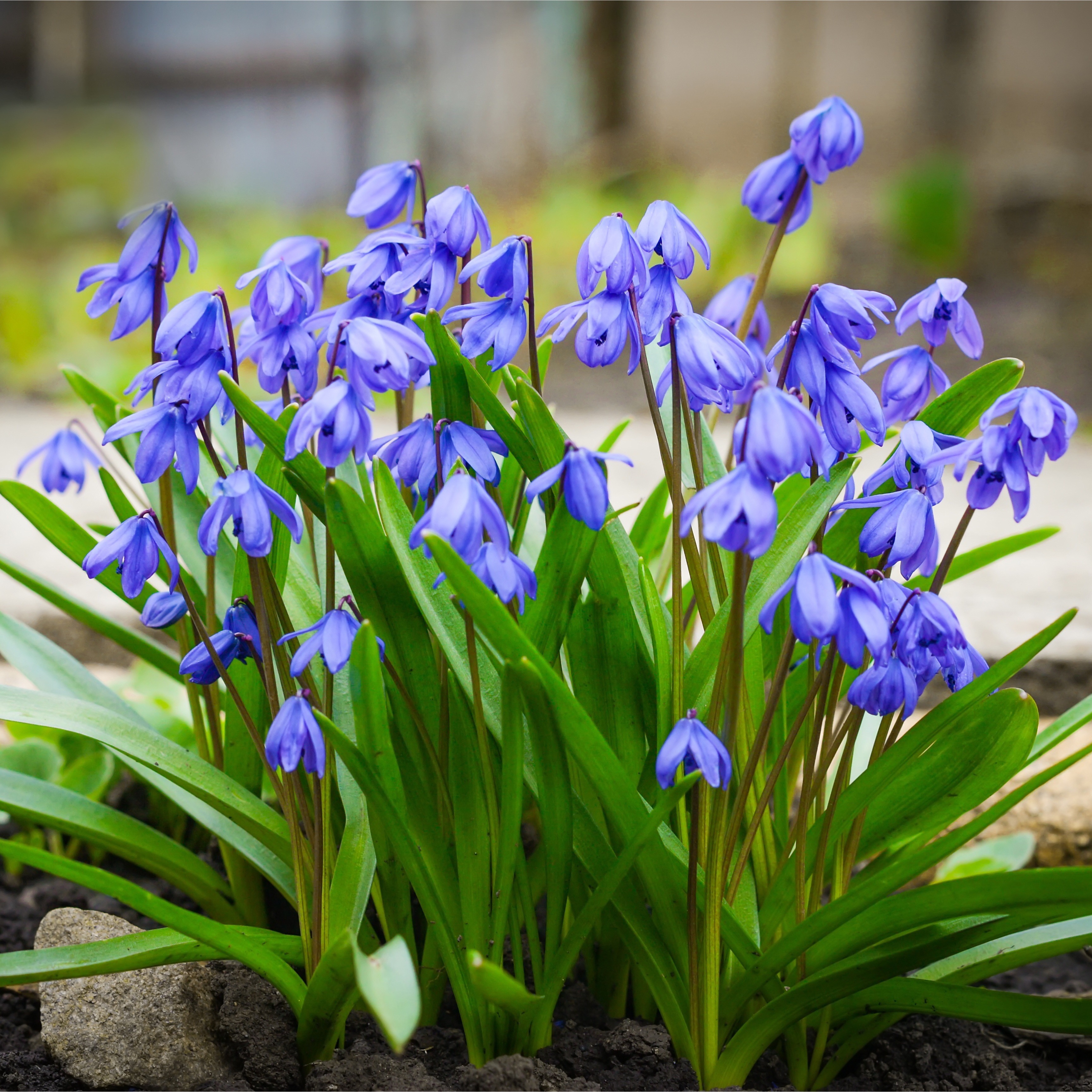 Scilla Siberica Spring Beauty – PRE-ORDER DISPATCHED MID-SEPTEMBER ONWARDS  | Woodland Bulbs