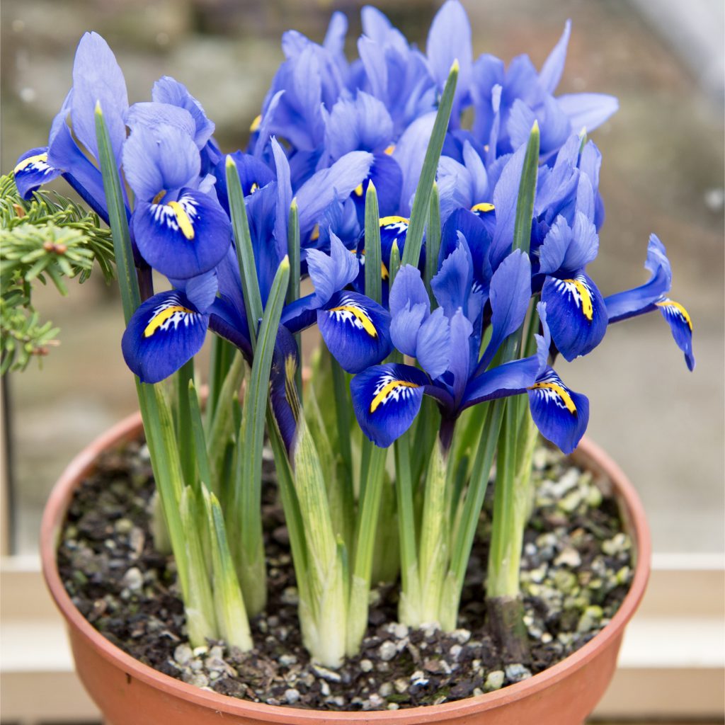 Dwarf Iris Reticulata 'Harmony' Woodland Bulbs