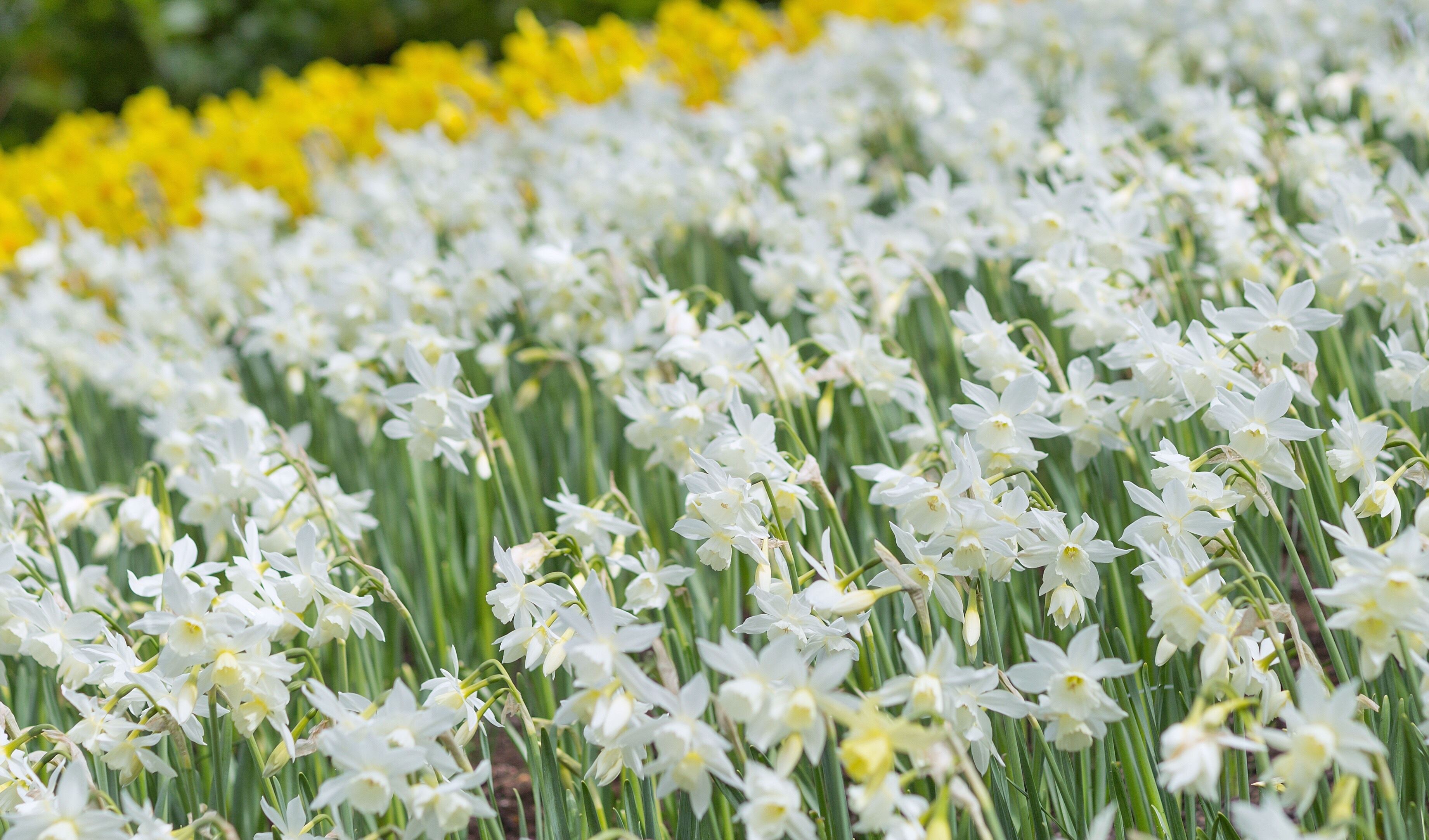 Thalia Miniature Daffodil Narcissus | Woodland Bulbs