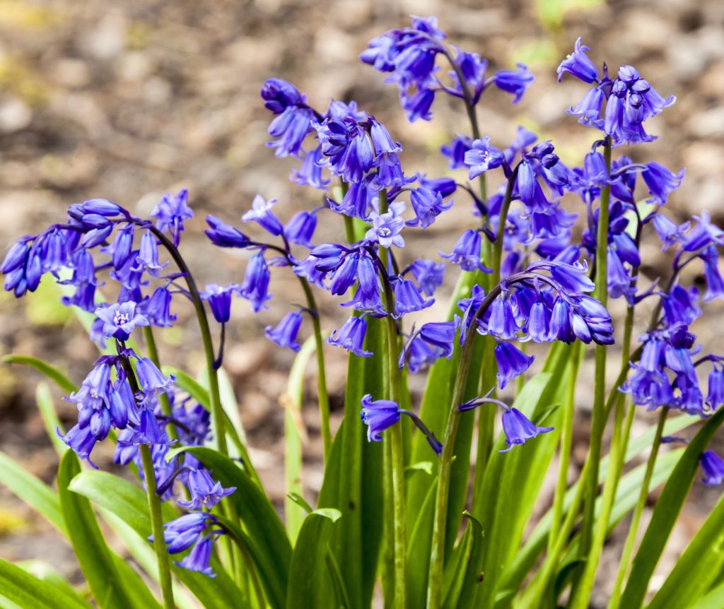 Bluebell Bulbs – Hyacinthoides Non-Scripta – In The Green - Woodland Bulbs