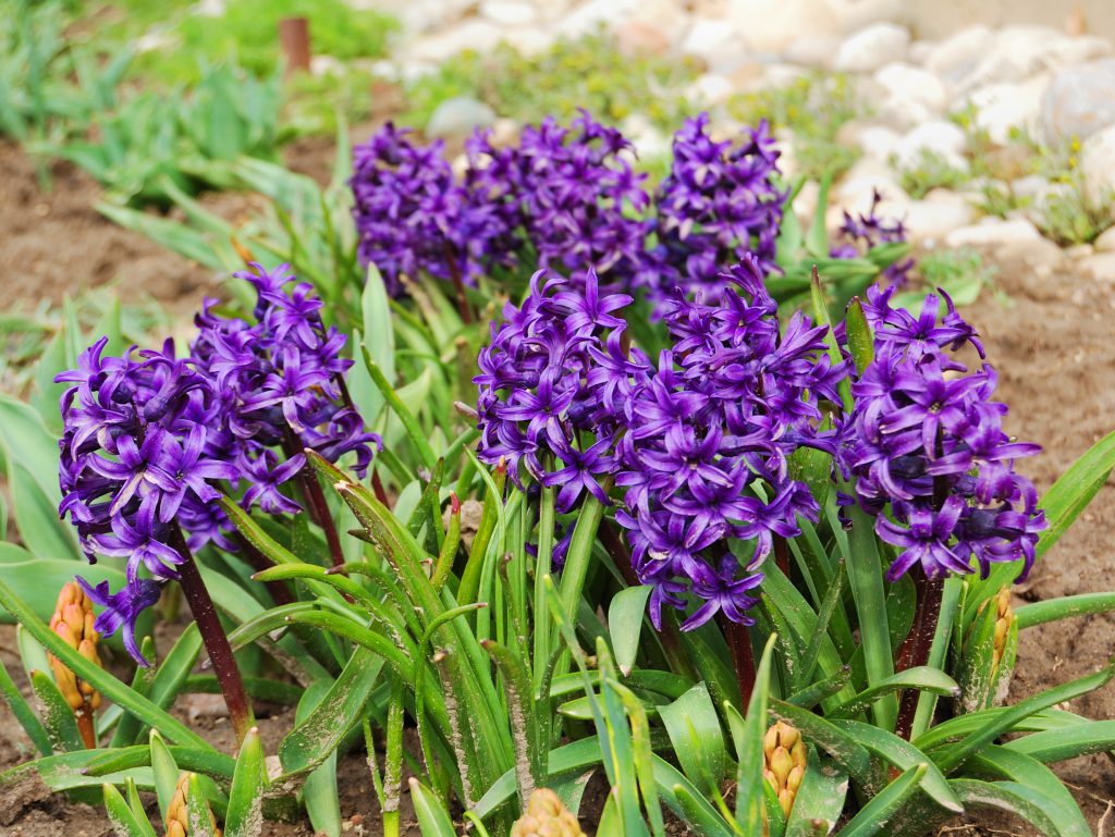 Purple hyacinth. Гиацинт Мисс Сайгон. Примула гиацинт фуксия. Темно - красные ранние цветы похожи на гиацинт.