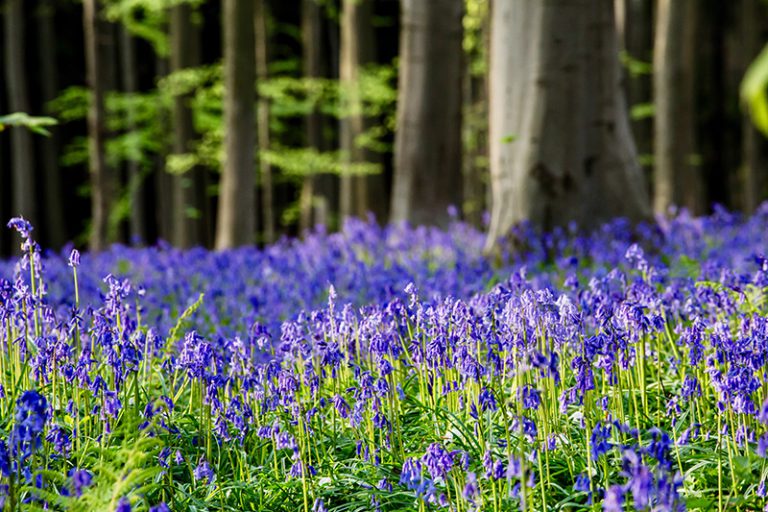 Bluebell Bulbs – Hyacinthoides Non-Scripta – In The Green - Woodland Bulbs