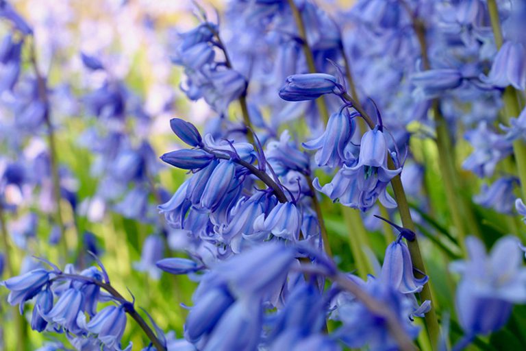 Bluebell Bulbs – Hyacinthoides Non-Scripta – In The Green - Woodland Bulbs