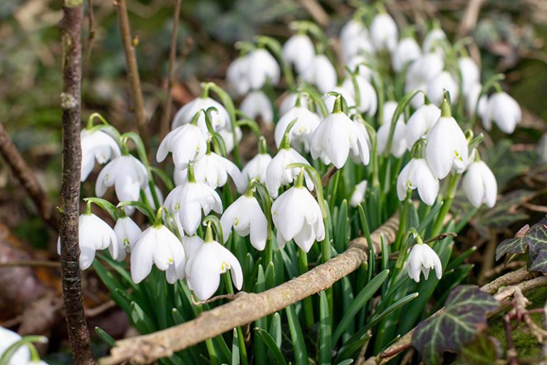 Double Snowdrop Bulbs – Galanthus Nivalis 'Flore Pleno' | Woodland Bulbs