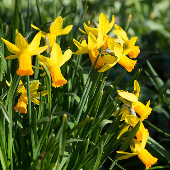Jetfire Miniature Daffodil (Narcissus) | Woodland Bulbs