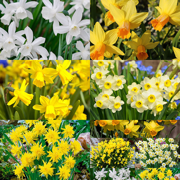 Mixed Miniature Daffodils Narcissus Woodland Bulbs