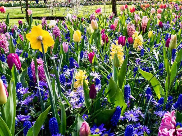 250 Spring Flowering Bulbs Collection’ Woodland Bulbs