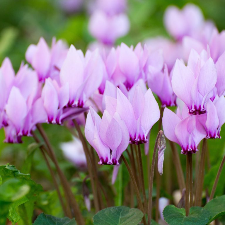 Cyclamen 'Hederifolium' – PRE-ORDER DISPATCHED MID-SEPTEMBER ONWARDS ...