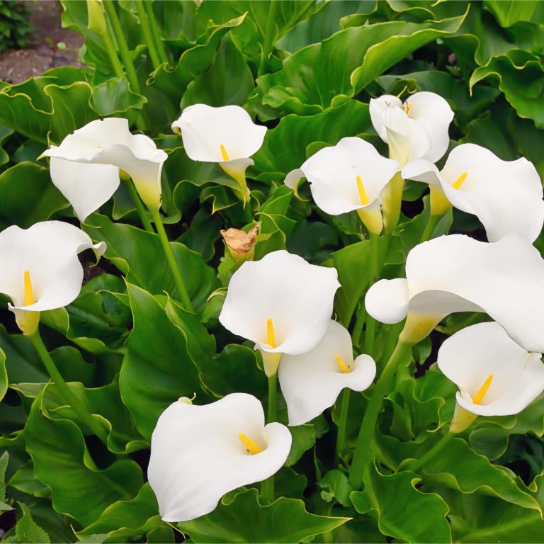 Zantedeschia Aethiopica | Woodland Bulbs