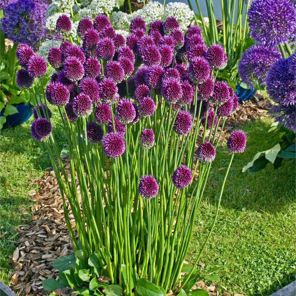 Allium Sphaerocephalon Drumstick Pre Order Dispatched Mid September