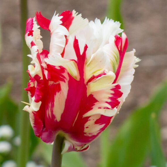 Tulip Parrot ‘Estella Rynveld’ – PRE-ORDER DISPATCHED MID-SEPTEMBER ...